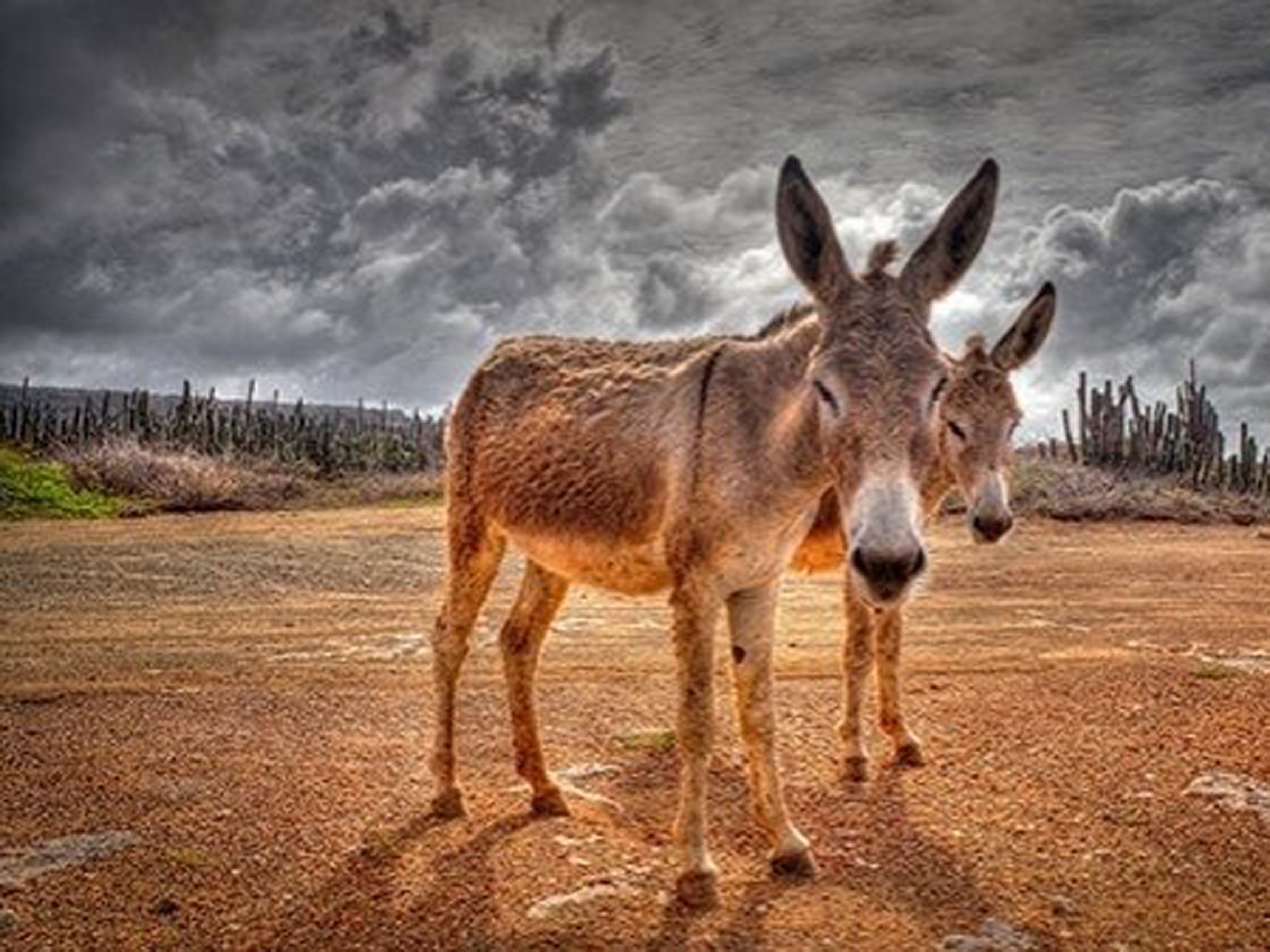 Винтажды ретро шашты порно